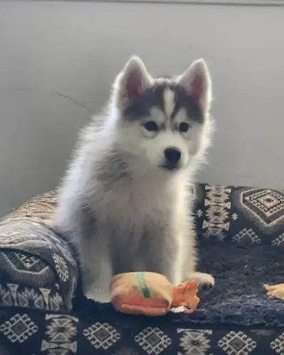 Siberian Husky puppies, View more