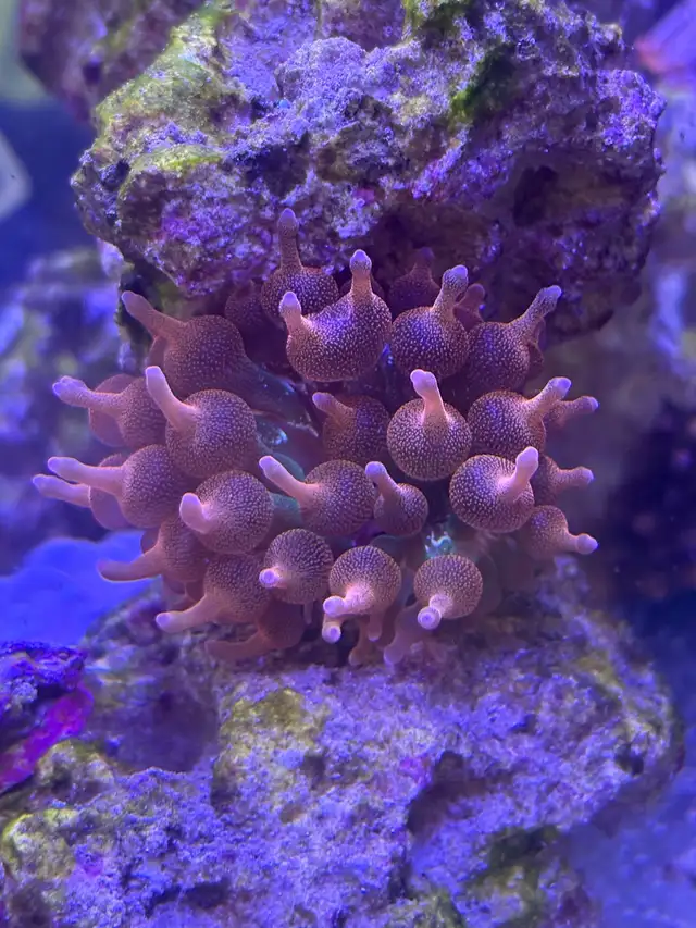 Red rose rainbow bubbletip anemone coral reef healthy in Fish for Rehoming in Markham / York Region - Image 8