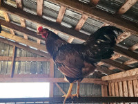 Rhode Island red rooster