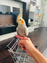 $250Pearl cockatiel for sale - 1 year old