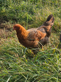 Bielefelder Chicks/eggs 