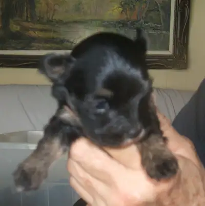 Purebred Havanese female., View more