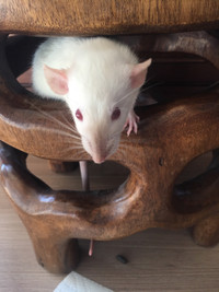 Himalayan-Siamese Rat - For Sale 