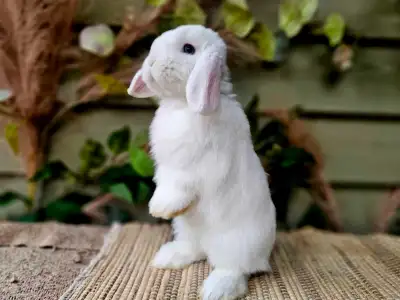 Blue eyed white Holland Lop babies!, View more