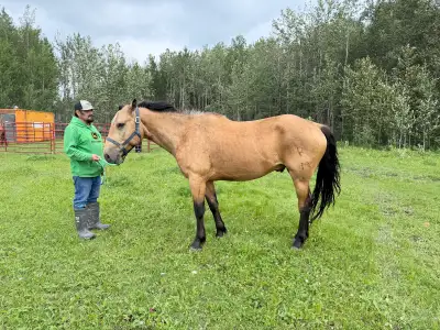 buckskin quarter horse, View more