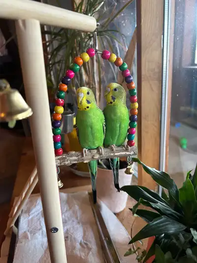 Birds for sale.there over 1 year old.the Reason I’m wanting to get rid of them is because I’m moving...