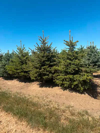 Spruce Trees & Praire Sky Popular & Supply Plant Move, View more