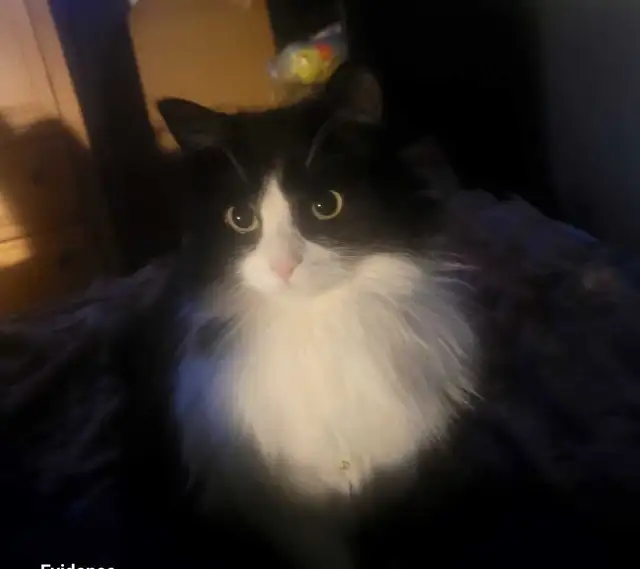 Missing female cat in Lost & Found in Edmonton - Image 5