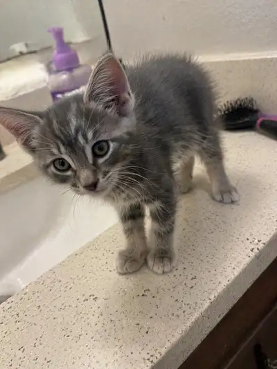 Loving kittens, View more