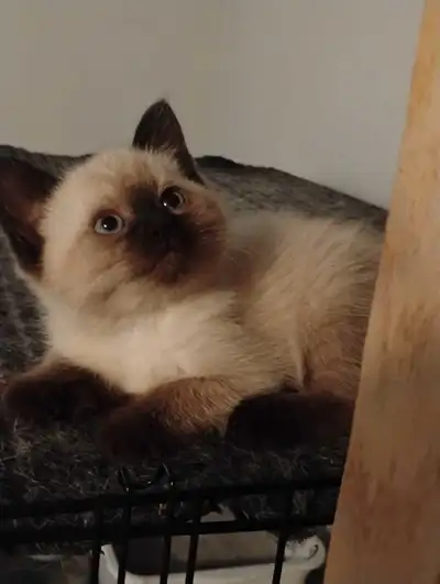 chatons Ragdoll à adopter , View more