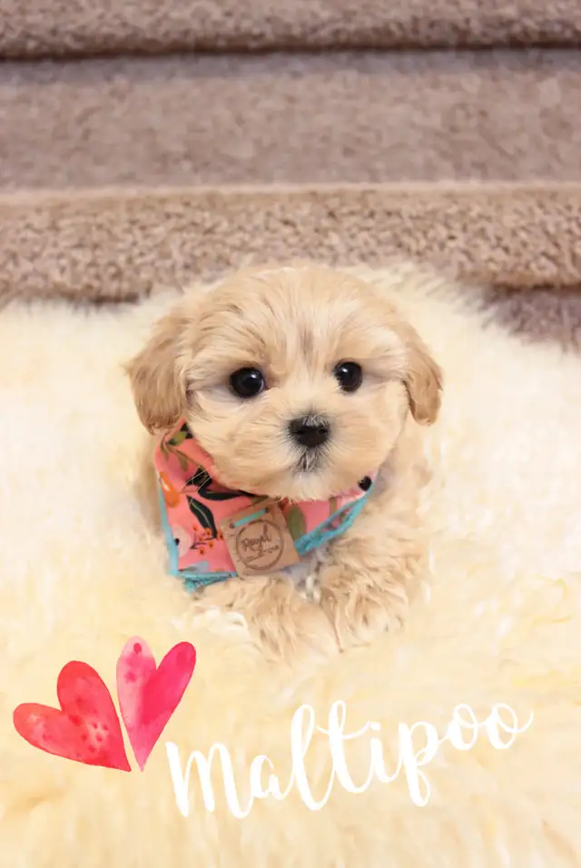❤️ TEDDY BEAR ❤️ TOY SIZE MALTIPOO BABIES READY TODAY ❤️ in Dogs & Puppies for Rehoming in Victoria - Image 10