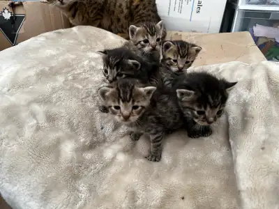 Beautiful Savannah Mix Kittens! Will deliver to Kelowna!, View more