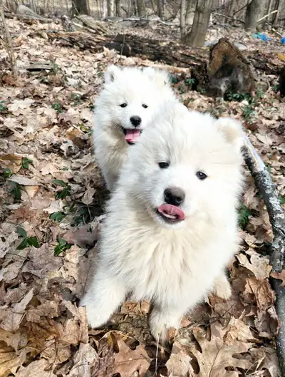 Update: That litter has now all found their forever homes but I do have a younger litter who will be...