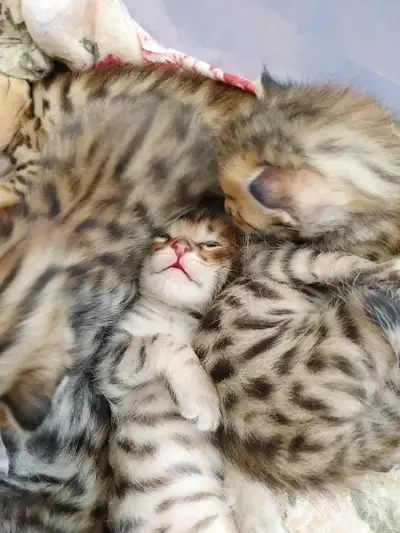 Exotic Savannahs --  Wild at Heart, Raised for Home, View more