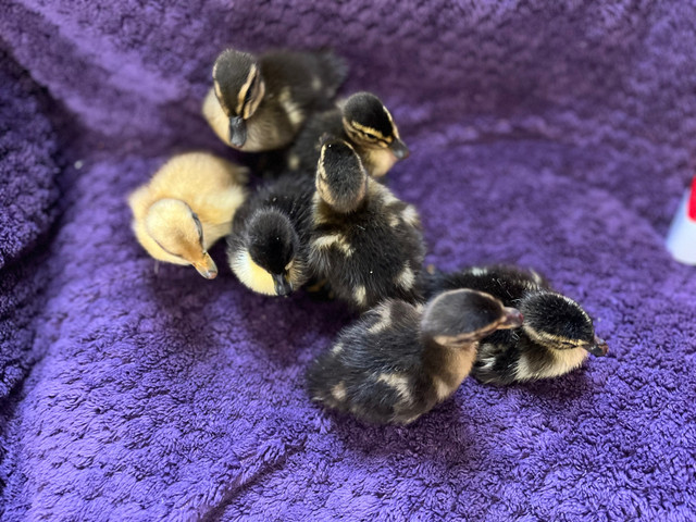 Ducklings  in Livestock in Belleville - Image 2