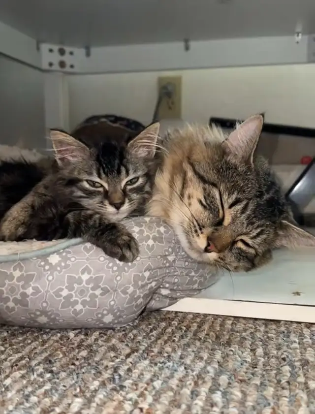 FEB 25 Available Fluffy Russian Blue x Siberian Kitten