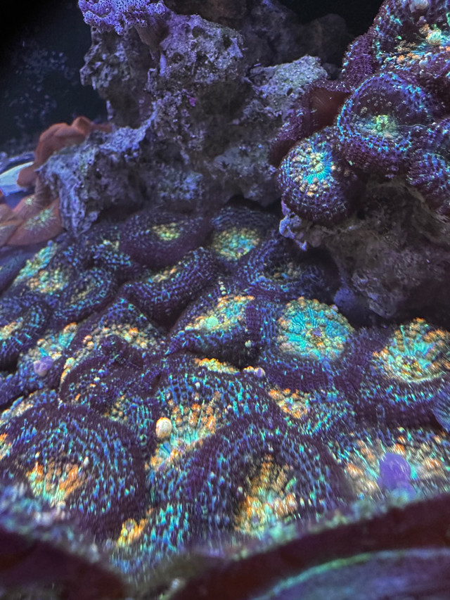 Coral for sell in Other in Markham / York Region - Image 3