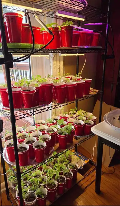 Current availability: Snow pea plants $1/each Pepper plants: $4 each or 3/$10 Red Bell King of the N...