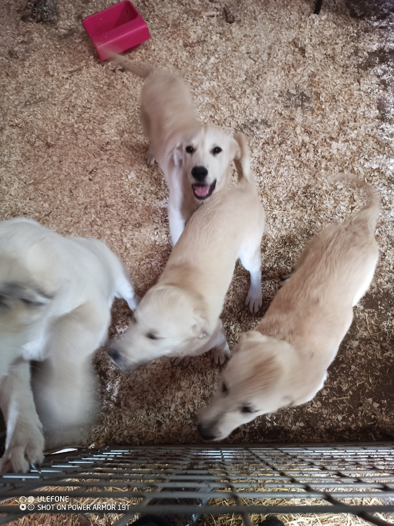 Sheep gaurd dogs for sale Livestock Lethbridge Kijiji