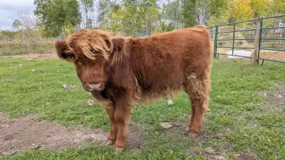 Brindle Scottish Highland Heifer - Halter Broke!, View more