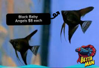 ~~• Sold out ••••~ Black Baby Angelfish $8 each