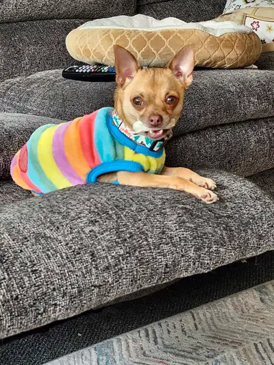 Good little girl. Very loyal and loving. Sadly, Must rehome her due to my health concerns. Have alwa...