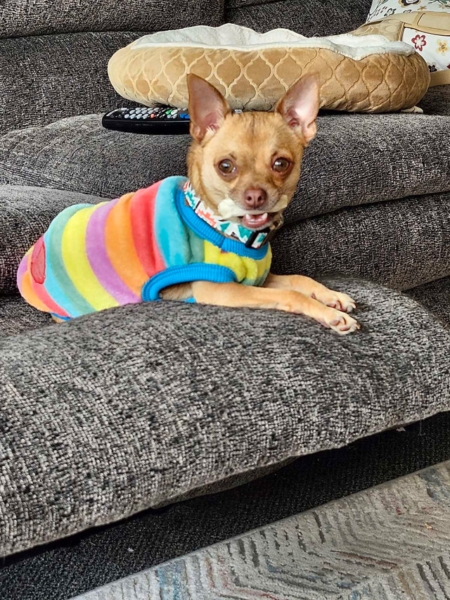 1 yr. old chihuahua..short hair, fawn colour,deer head. in Dogs & Puppies for Rehoming in Trenton