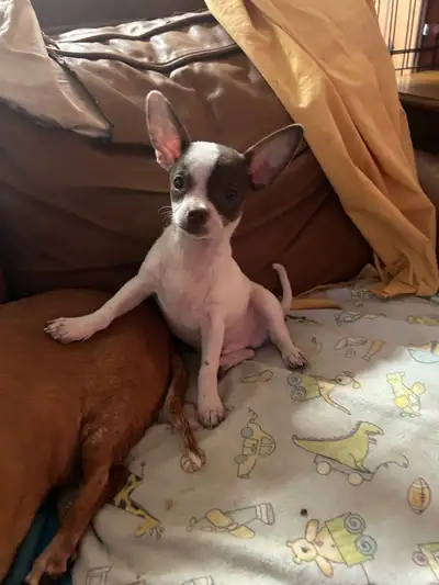 chihuahua puppy for sale, View more