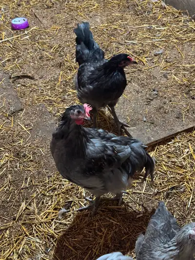 3 roosters for sale, View more