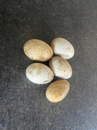 Fertile Chinese Goose Eggs