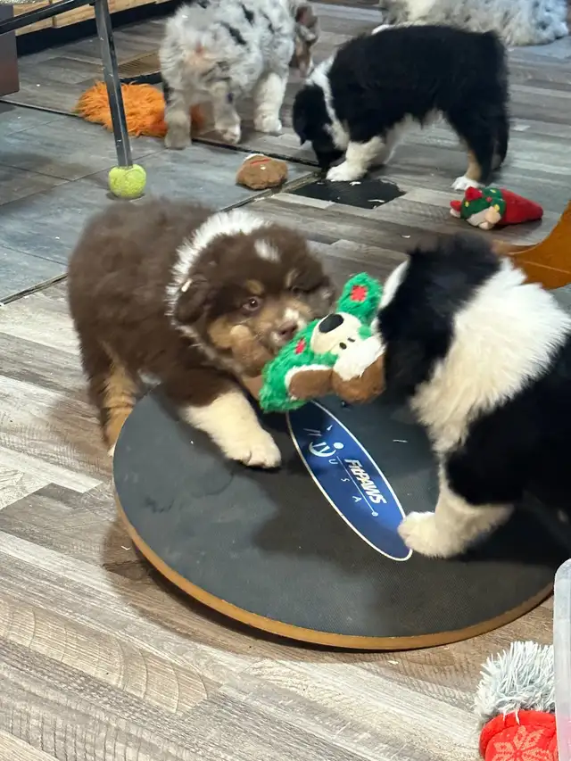 CKC Miniature American Shepherd (AKA : Mini Aussie)  in Dogs & Puppies for Rehoming in Napanee - Image 9