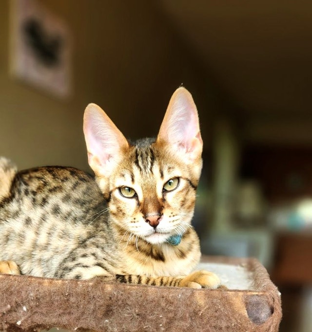 SERVAL HYBRIDS (F3 F4 & F6 SAVANNAH KITTENS ) Cats & Kittens for Rehoming Vancouver Kijiji