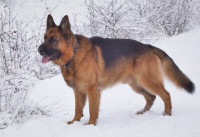 German Shepherds Dogs and Puppies - world class!