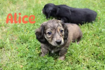 Chiots teckels miniatures , Voir plus