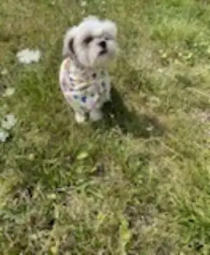 Sweet Older Shih-Tzu Litter All Girls, View more