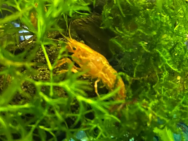 Mexican Dwarf Crayfish in Fish for Rehoming in Oakville / Halton Region - Image 2