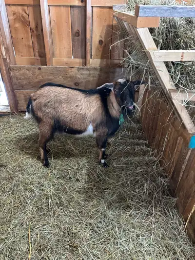 Buck goat, Nigerian and Nubian mix Born Sept. 2024 He bred my females and I will keep his daughter,...