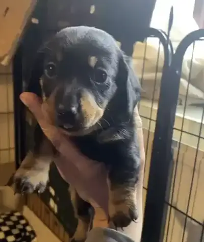 Mini Dachshund puppies due this fall, View more