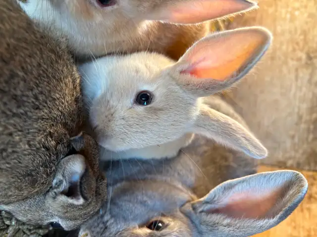 Mix breed bunnies (Flemish X) in Livestock in Moncton - Image 3