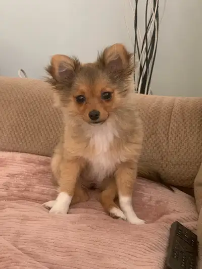 Pomeranian/Chihuahua, View more
