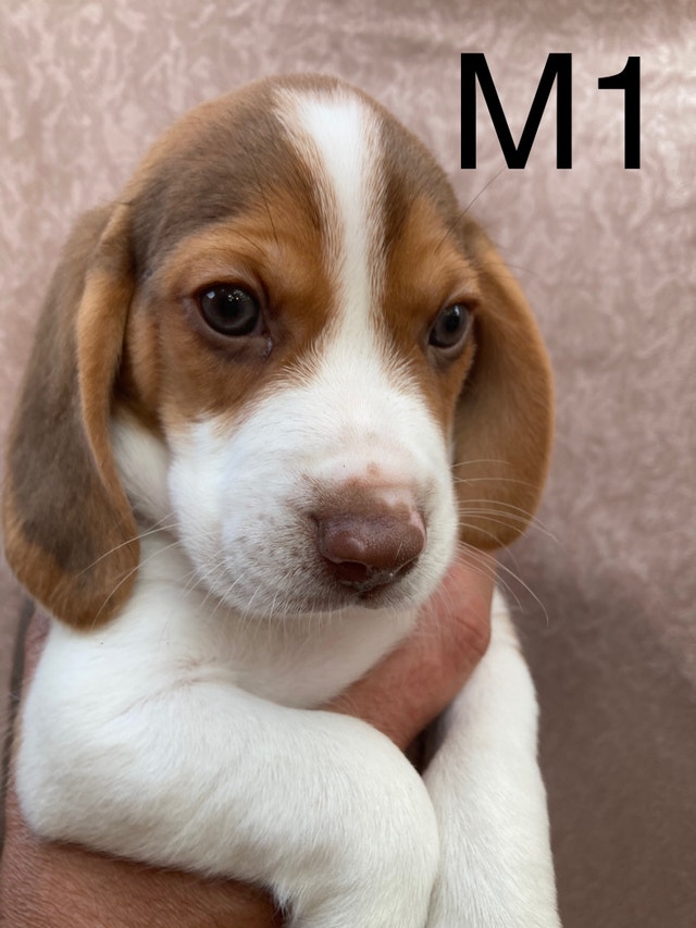 Pure Breed Beagle Puppies Dogs & Puppies for Rehoming Ottawa Kijiji