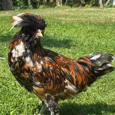 tolbunt polish cockerel , View more