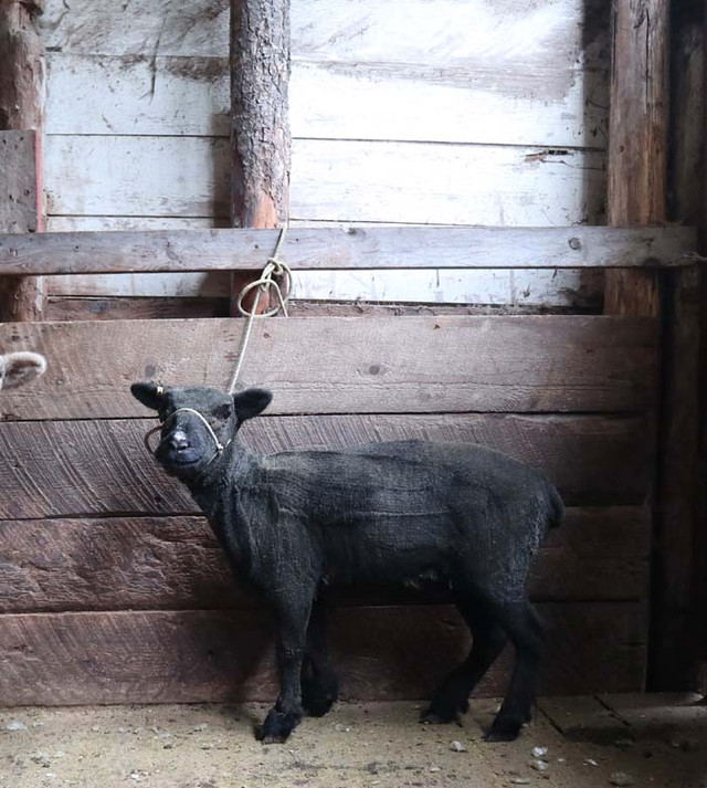 2 Beautiful Registered Black Babydoll Yearling Ewes. in Livestock in Sunshine Coast - Image 4