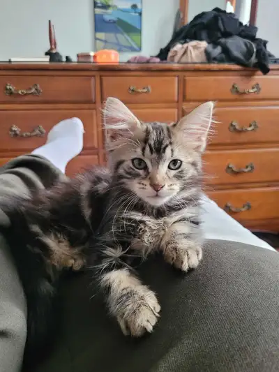 Chatons Bengal Angora, View more