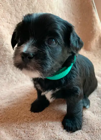 Small, Calm, and Cuter Than Your Last Date: Yorkie-Poo Puppies Ready Soon! Looking for a best friend...