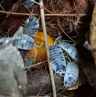 isopods for sale, View more