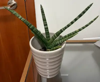 bright green snake plants uo Snake Plant 'Emerald Star' | Sansevieria | Tropical Plant | Potted Plant