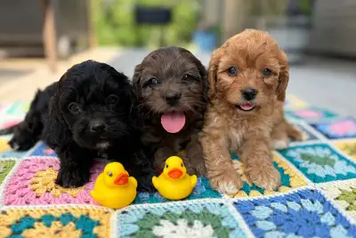 Chiot Cavapoo, View more