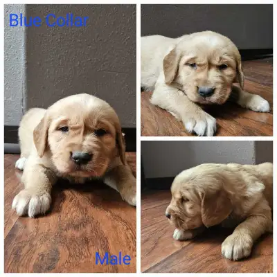 Beautiful Golden Retriever Puppies, View more