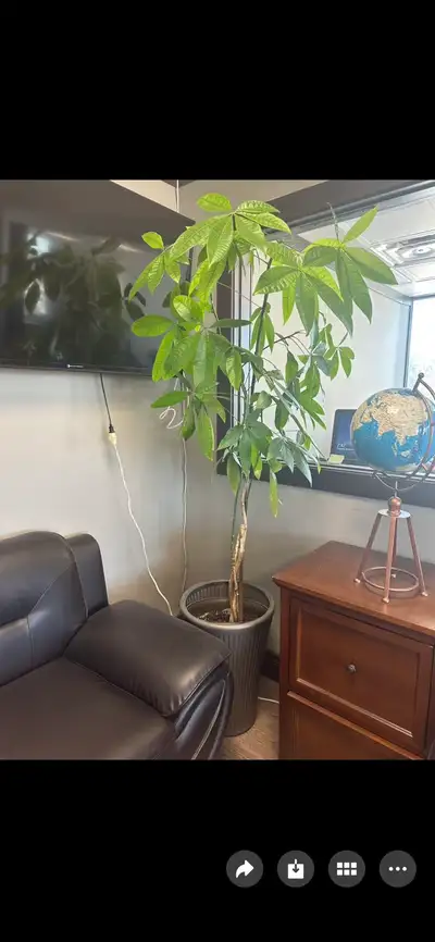 Money Tree, View more